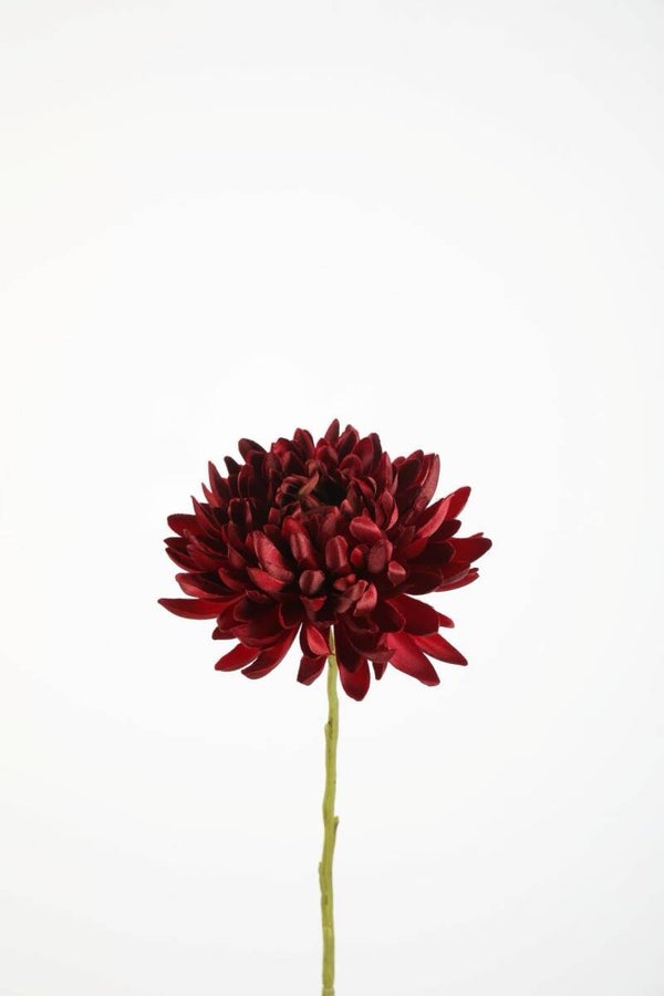 73 Spider Mum Stem 72 cm