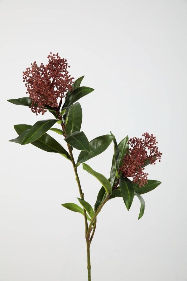 52 Skimmia 72 cm