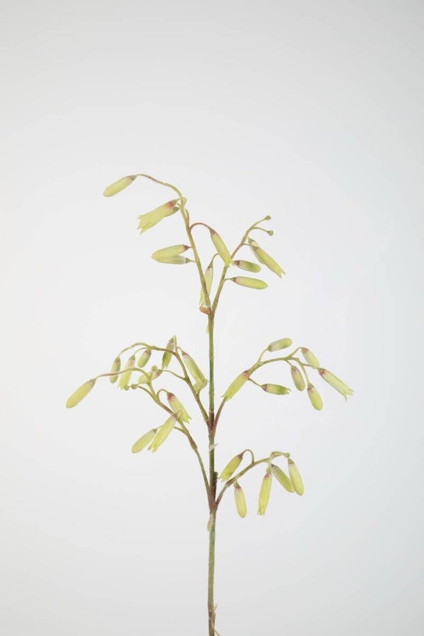 61 Kalanchoe Magic Bells 102 cm