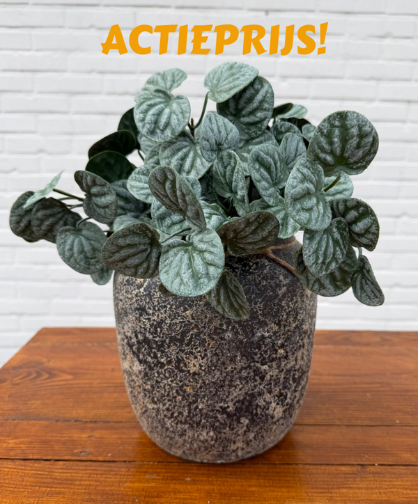 Pot Cas D 20 H 20cm Varios Hand Made inclusief plantjes  ( groen )