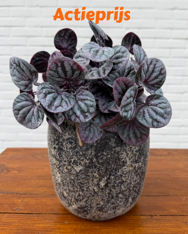 Pot Cas D 20 H 20cm Varios Hand Made inclusief plantjes  ( paars groen )