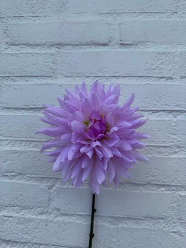 Dahlia lila 65 cm