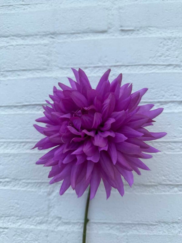 Dahlia paars 65 cm