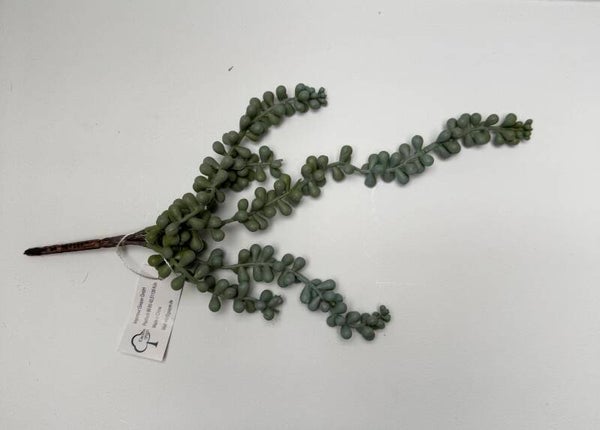 Erwtentak Sedum 35 cm