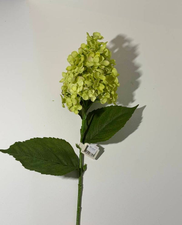 26 Hydrangea paniculata 71 cm