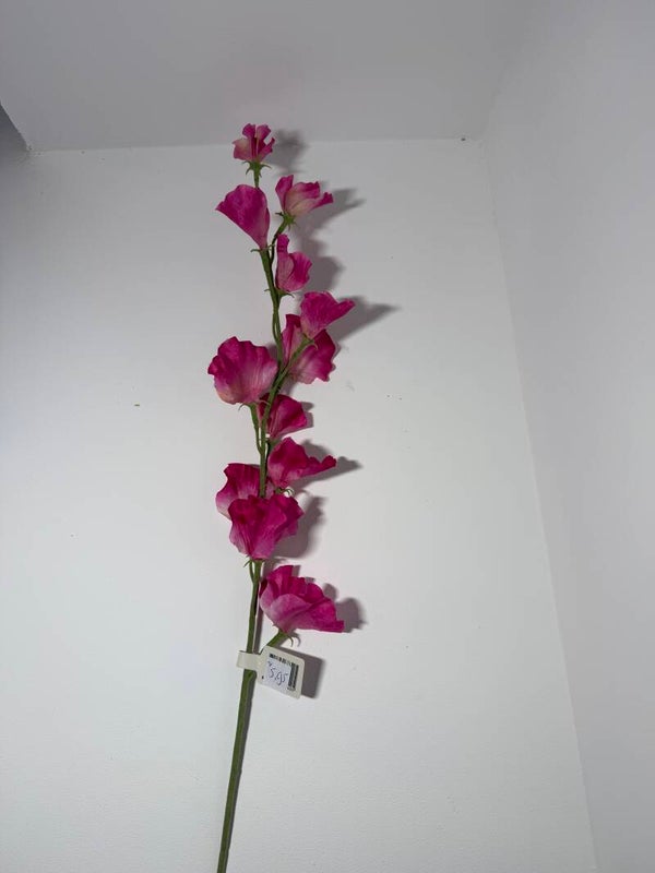 2 Sweet pea sten 71 cm