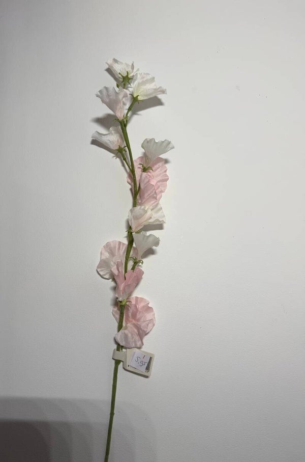 1 Sweet pea sten 71 cm