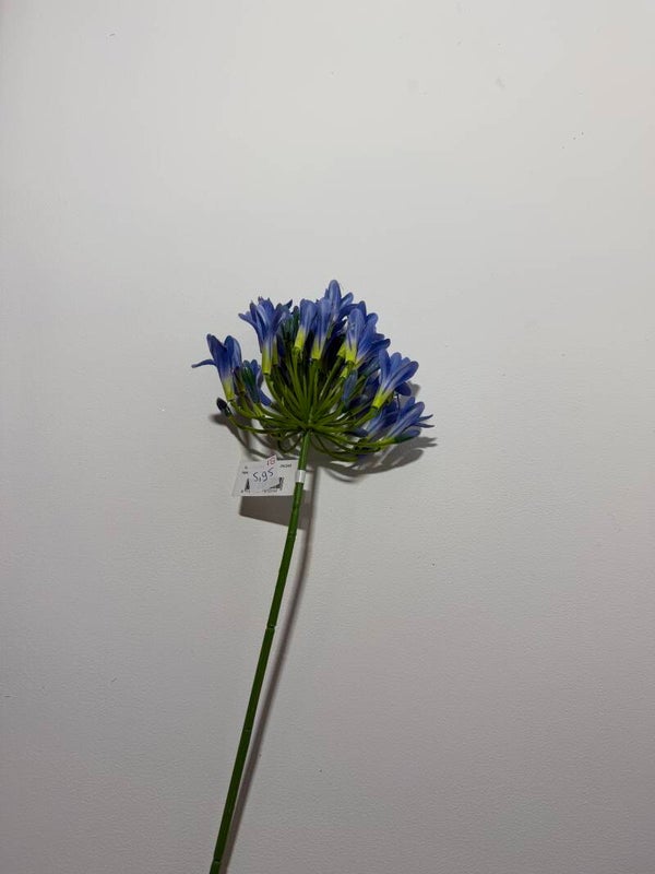 18 Agapanthus 75 cm