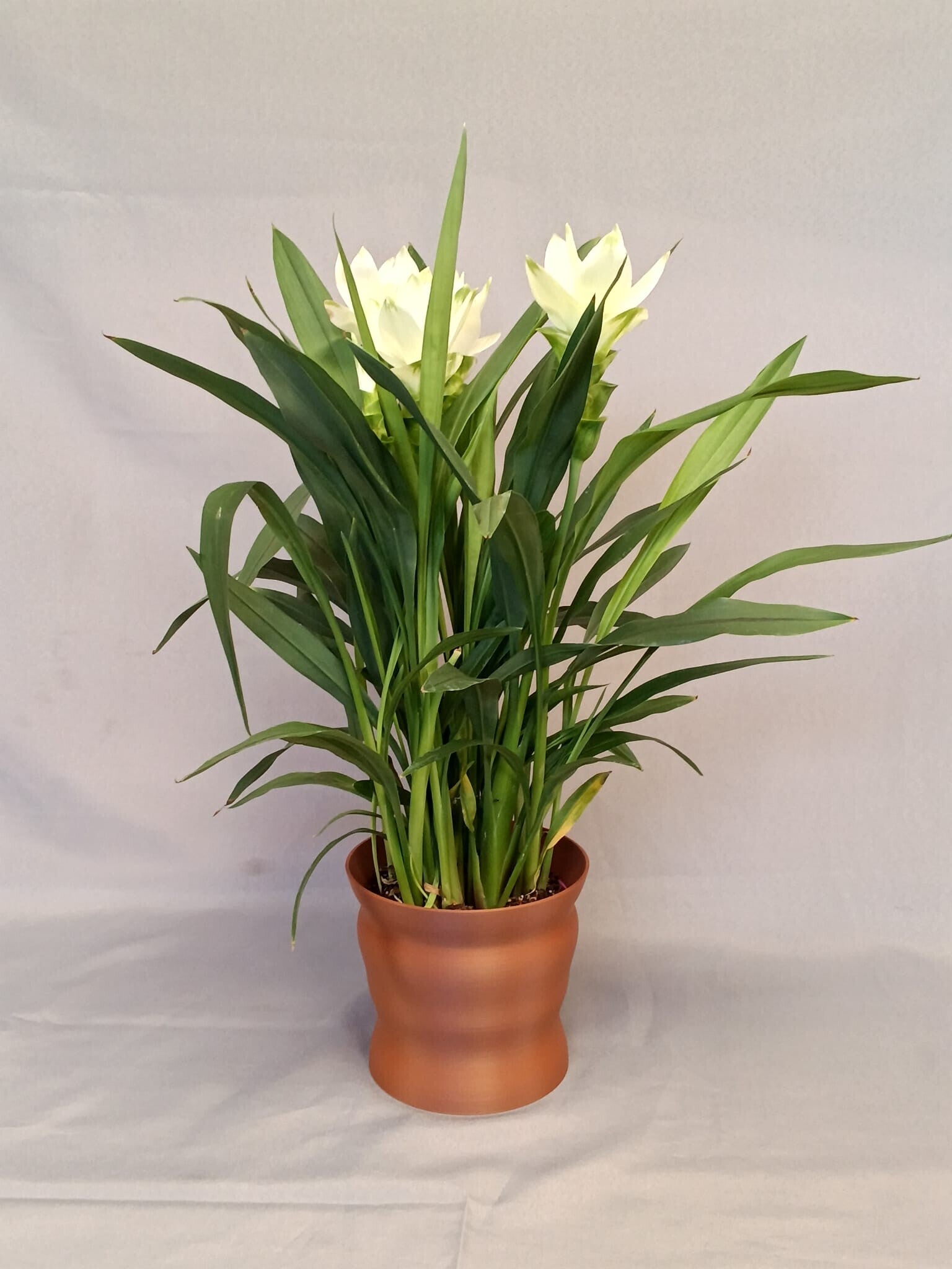 Le pot de fleurs
