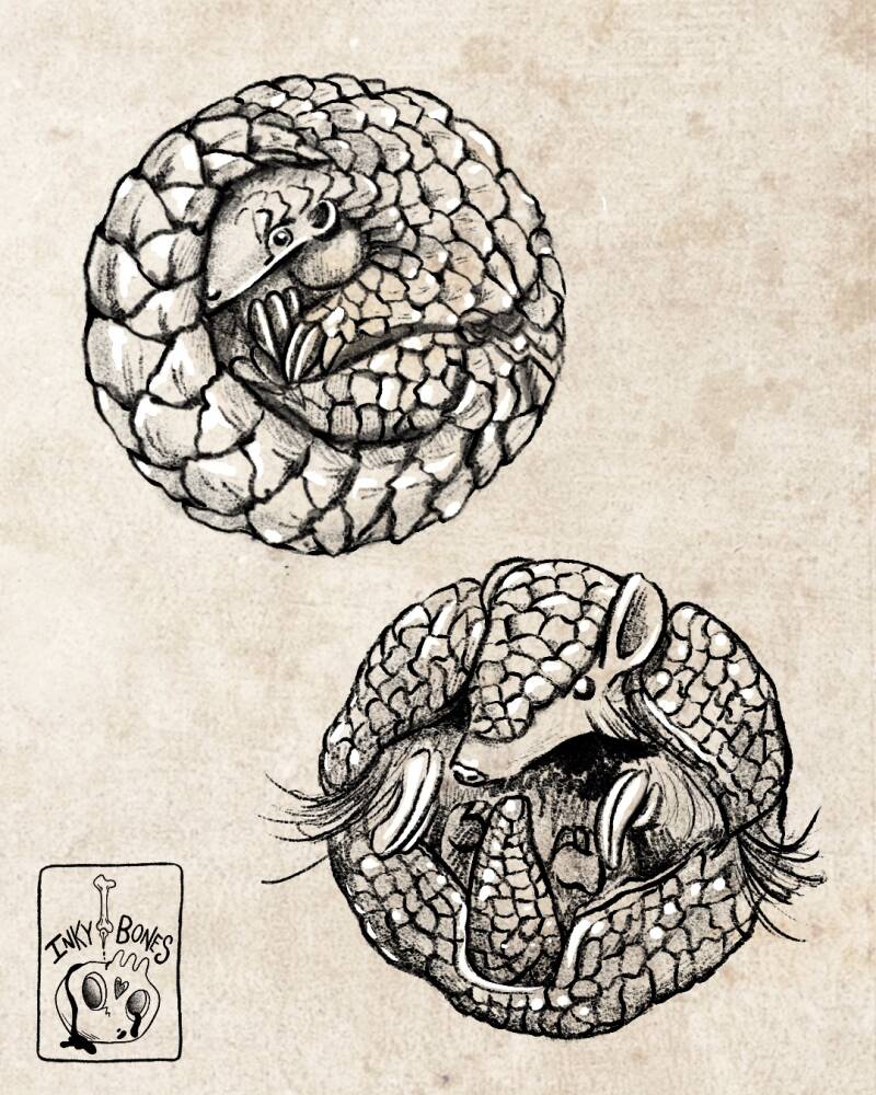 blackwork pangolin and armadillo tattoo design