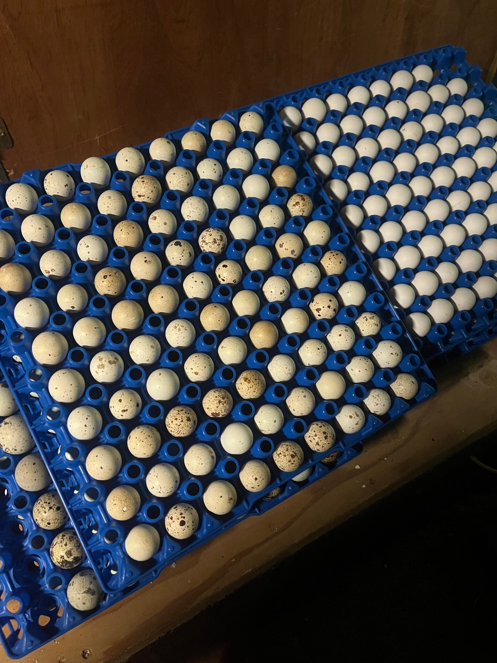 Jumbo Brown Coturnix Hatching Eggs