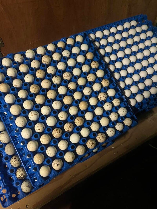 Jumbo Brown Coturnix Hatching Eggs