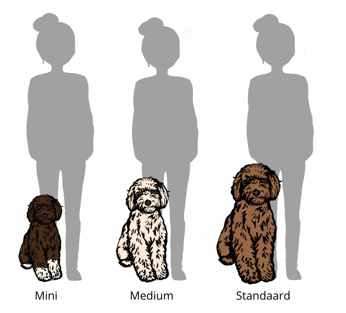 Maten Labradoodle De australian labradoodle. Bonzadoodles