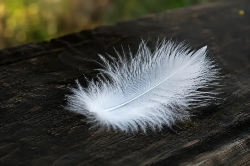 Plume blanche symbole spirituel et message des anges