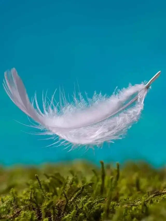 "Plume blanche symbole spirituel"