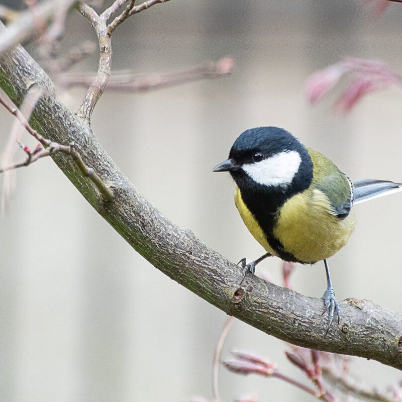 koolmees met stropdas