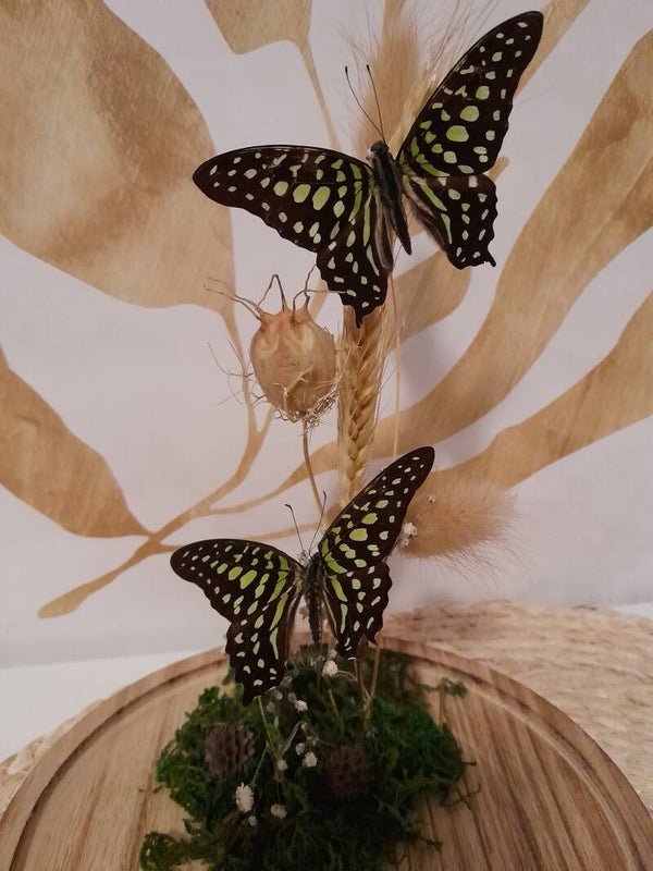 Stolp met twee Graphium Agamemnon