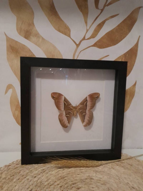 Prachtige lijst met Samia Insularis