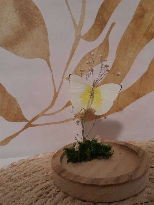 Stolp met Appias soort