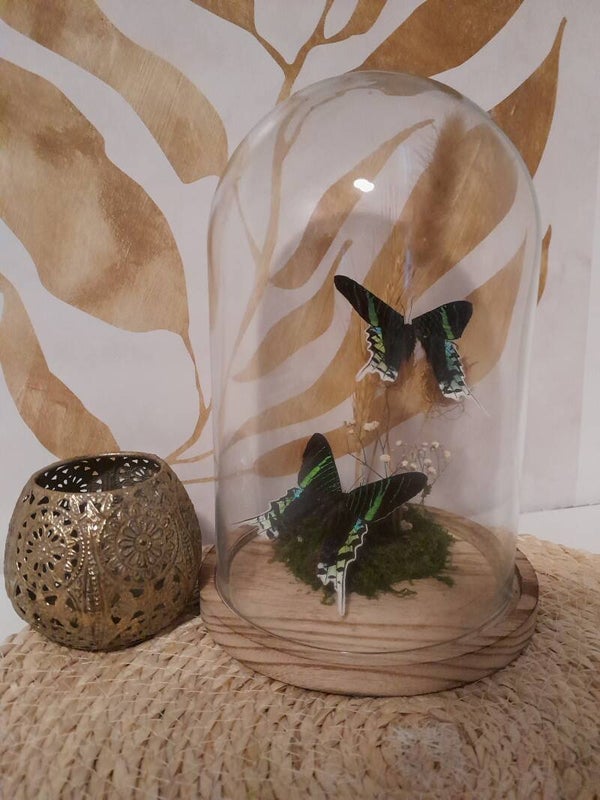 Stolp met twee Urania Leilus