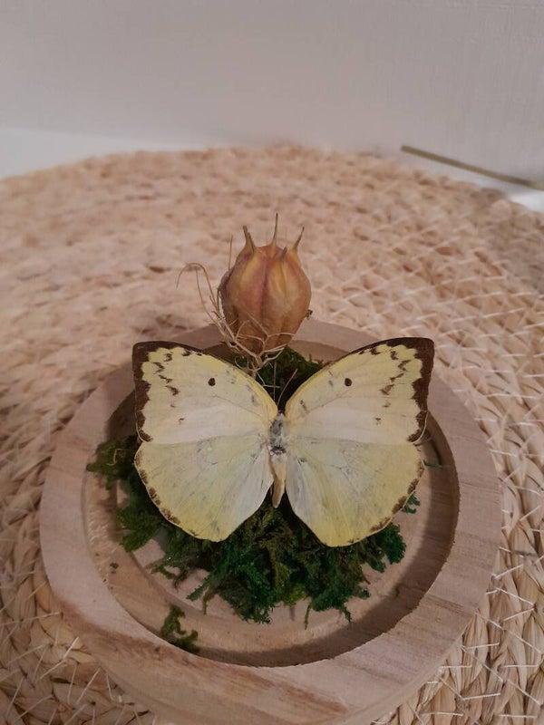 Leuke kleine stolp met koolwitje