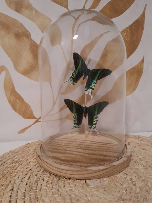 Stolp met twee Urania Leilus