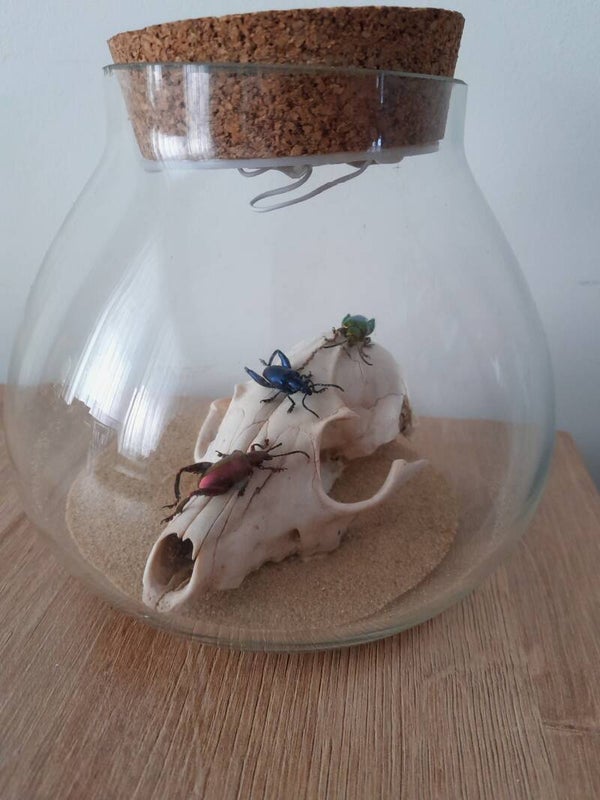 Glazen pot met vossenschedel en drie preachtkevers
