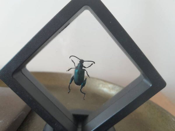 Lijst ruit met prachtkever