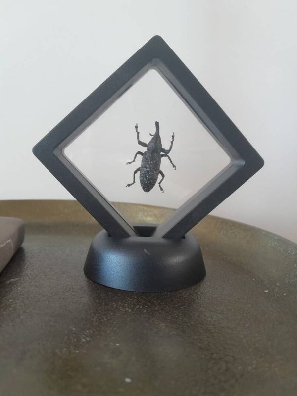 lijst ruit met snuitkever