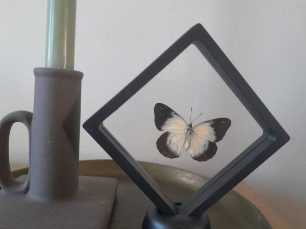 Lijst ruit  koolwitje