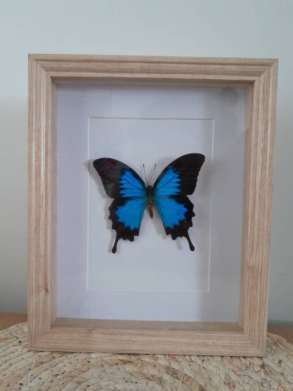 Papilio Ulysses in lijst