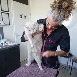 Kattentrimsalon Essie, katten, trimsalon, kattentrimsalon dronten, kattentrimmen, kattentrimsalon flevoland, kattentrimster dronten,