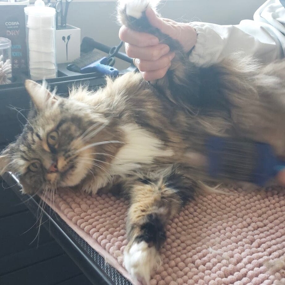 katten, kattentrimmen, trimsalon, kattentrimsalon, trimbehandeling