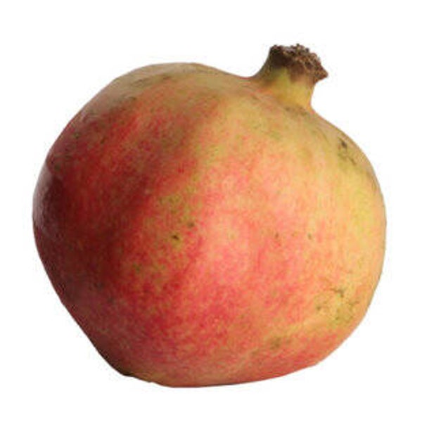 Granatapfel