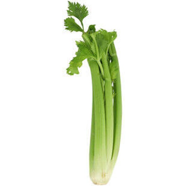 Stangensellerie