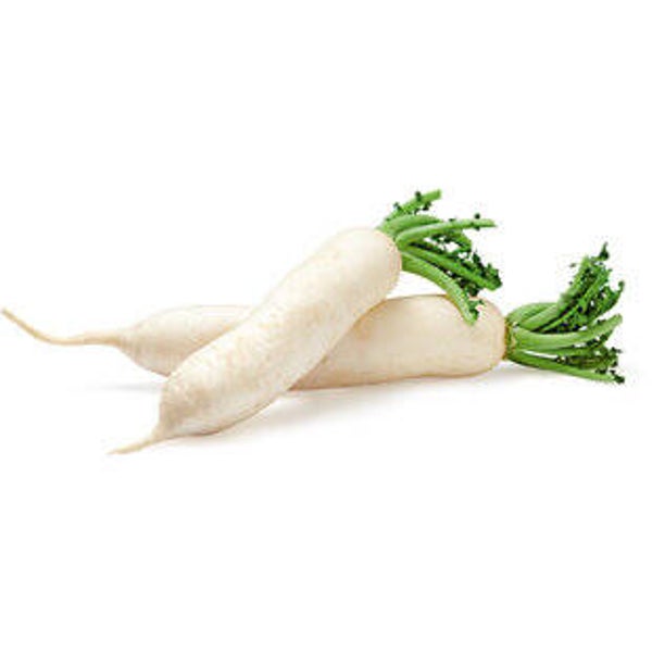 Rettich weiss
