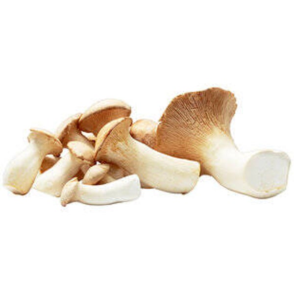Bio Kräuterseitling