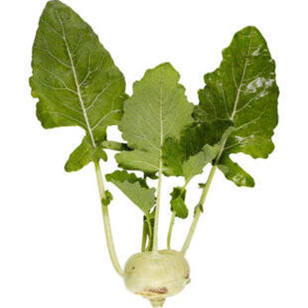 Bio Kohlrabi