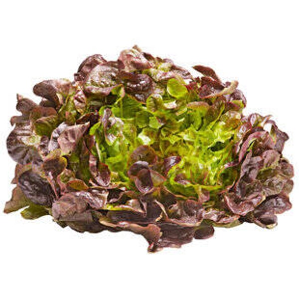 Eichblattsalat rot