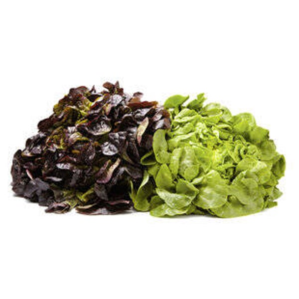 demeter Eichblattsalat grün + rot