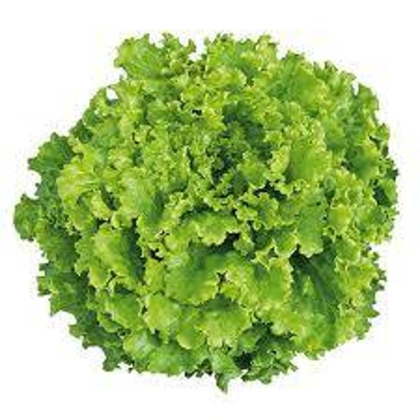 Batavia Salat grün