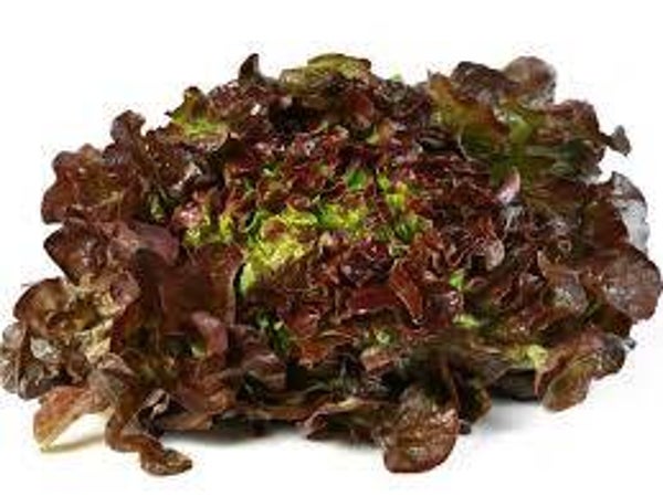 Bio Eichblatt rot