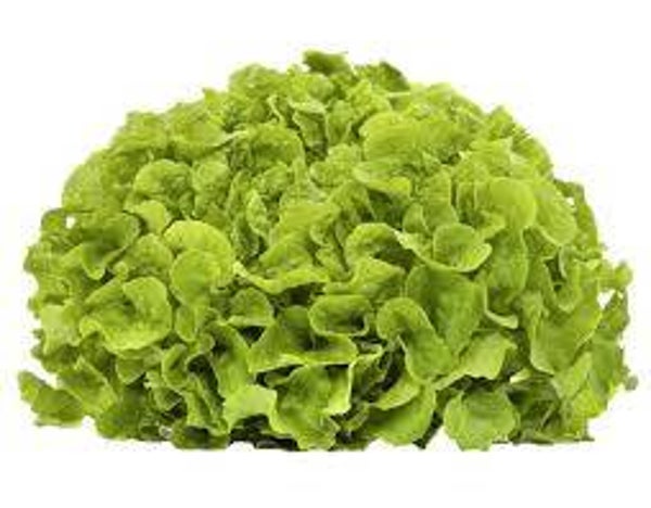 Bio Eichblattsalat grün