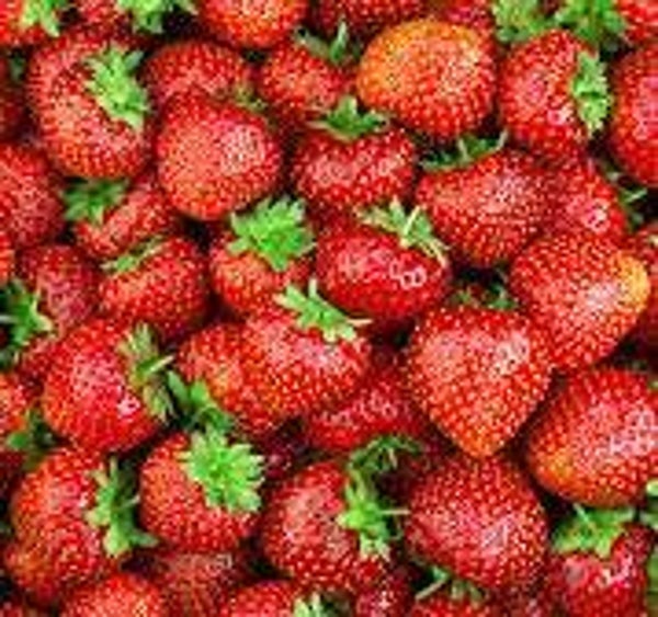 Bio Erdbeeren