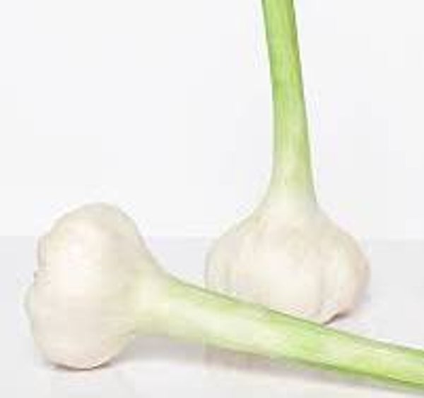 Bio Knoblauch