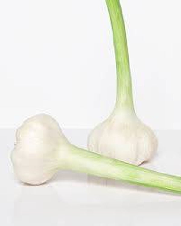 Knoblauch frisch