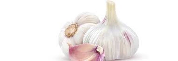 Bio Knoblauch
