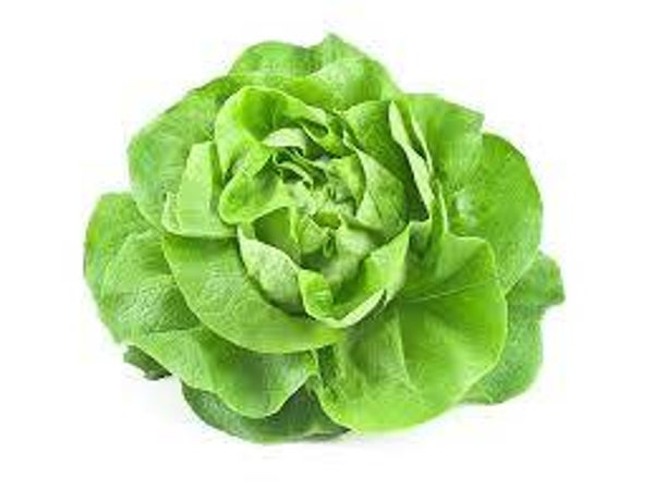 Bio Kopfsalat grün