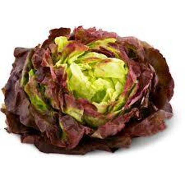 Kopfsalat rot Gastro