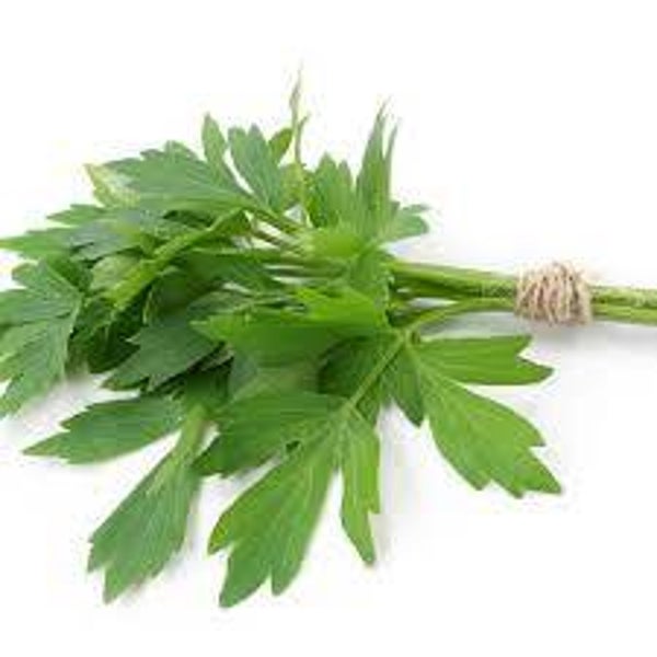 Liebstöckel ( Maggi Kraut)